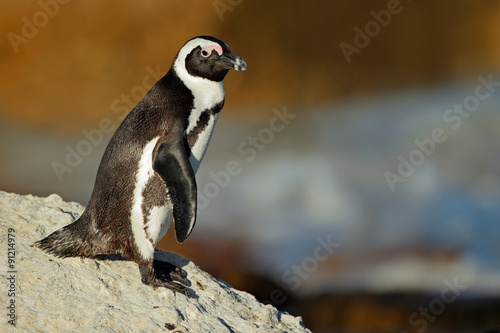 African penguin (Spheniscus demersus) on coastal rock, Western Cape, South Africa .