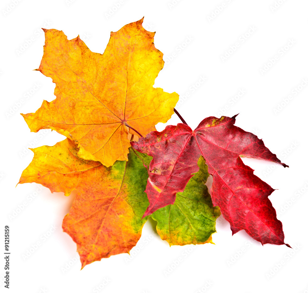 Set collection colorful autumn fall leaves Set collection colorful autumn fall leaves