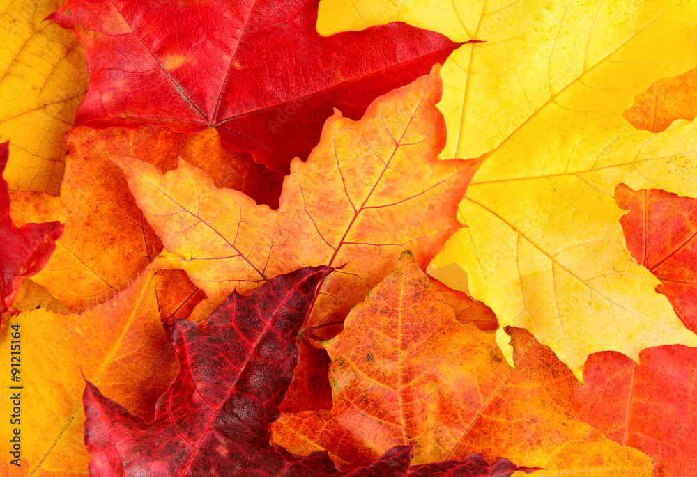 Autumn Fall leaves background