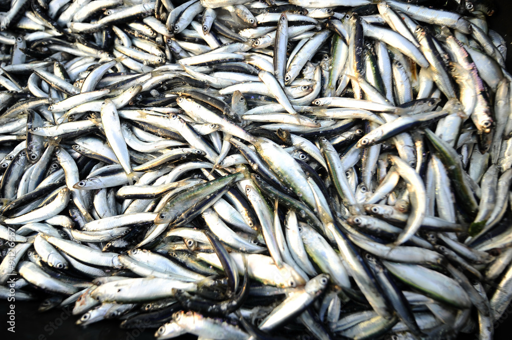 Fresh and raw anchovy, sprats and saurel just caught from the sea and sold in the local market
