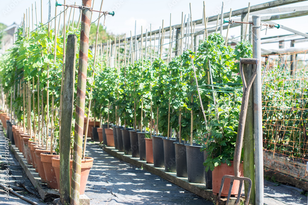 Fototapeta premium Growing chrysants for the chrisanthemum show: different varieties of flowers in the rows, early stage
