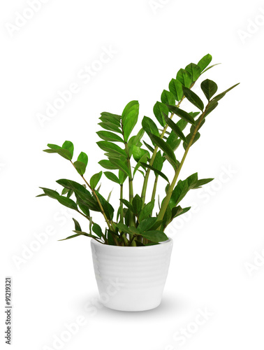 young Zamioculcas a potted plant isolated over white
