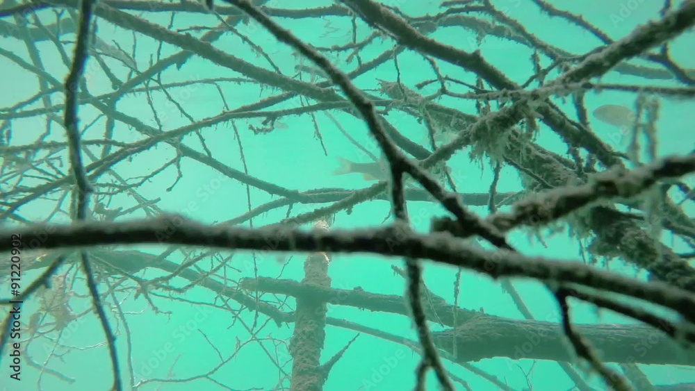 handheld slow motion underwater shot of fishes flock swimming in blue water with tree branch handheld slow motion underwater shot of fishes flock swimming in blue water with tree branch