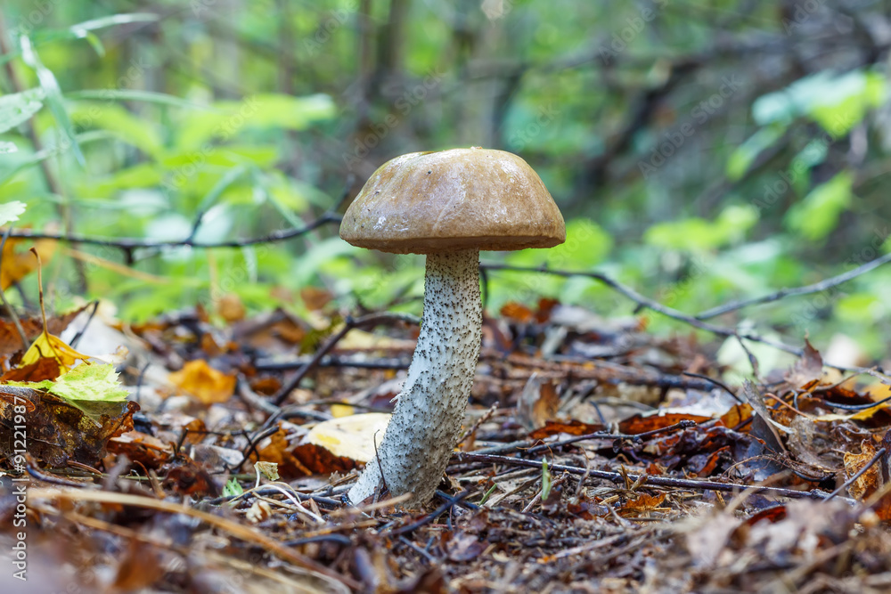 Fototapeta premium Mushroom, Leccinum scabrum, commonly known as the rough-stemmed bolete, scaber stalk, and birch bolete in forest in the ground