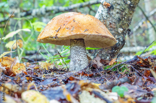 Mushroom Leccinum versipelle, also known as Boletus testaceoscaber or the Orange Birch Bolete, in forest in the ground