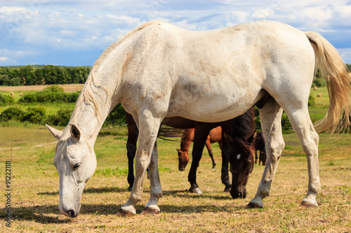 Majestic graceful white horse in meadow.