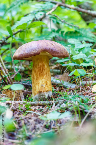 Mushroom Imleria badia, commonly known as the bay bolete in forest in the ground