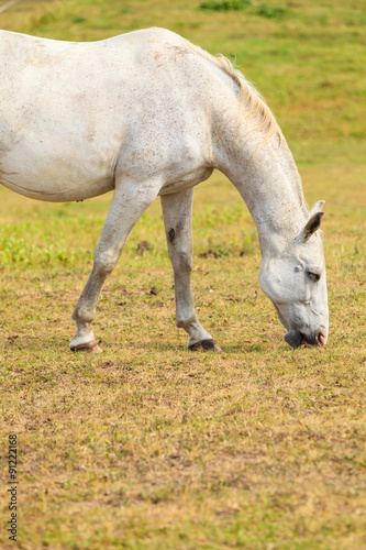 Majestic graceful white horse in meadow.