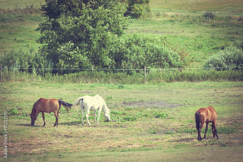 Majestic graceful horses in meadow.