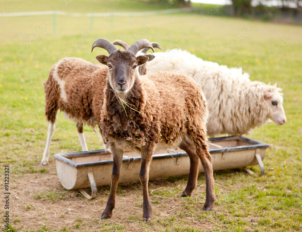 Obraz premium Sheep in the farm having a drink