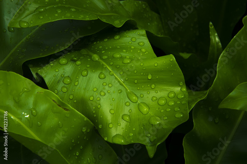 Fresh water drop on green leaf after rainy day