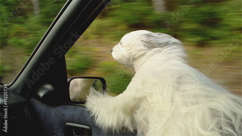 White dog peering through the window of a moving car. In the background is blurred sight environment because of the speed.
 photo