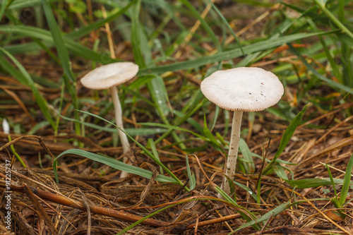 Beautiful white mushrooms