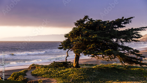 Windswept cypress tree along the northern California coast