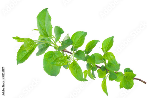 Young apple tree branch