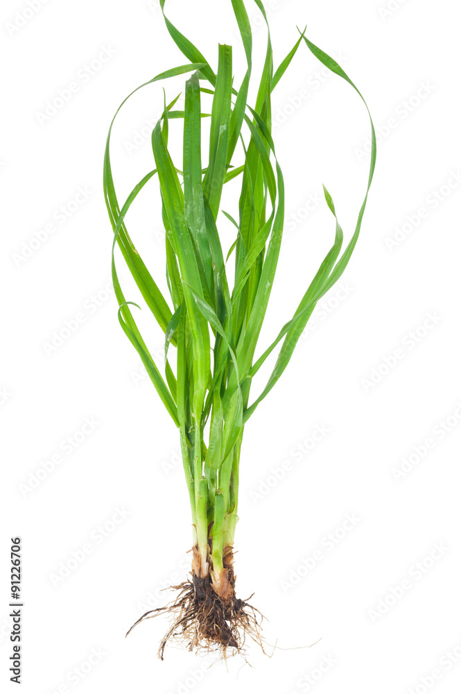 Medicinal plant Elytrigia repens. Couchgrass Stock Photo Adobe Stock