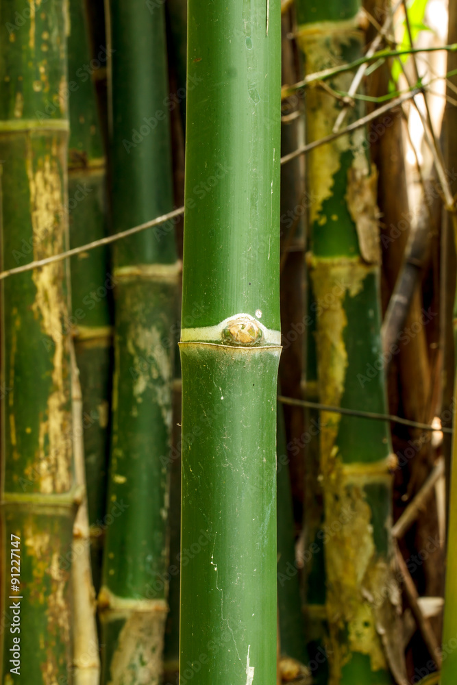 Obraz premium green bamboo background