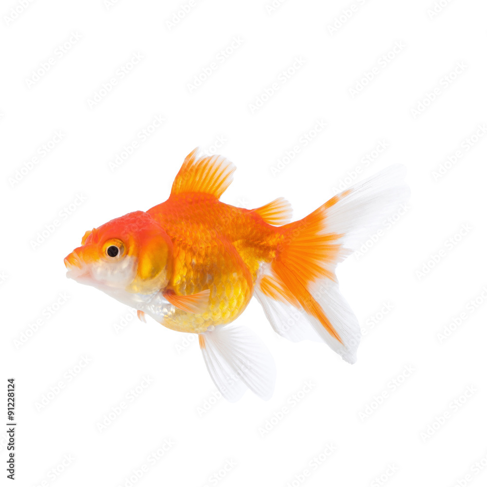 Goldfish isolated on white background