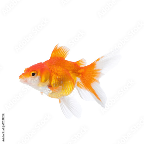 Goldfish isolated on white background © kaiskynet