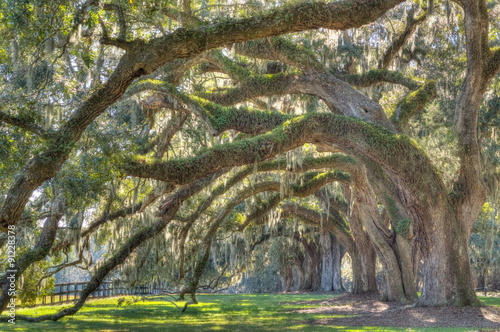 Row of Unique old oak tree with braches curved toward the ground found in southern United States  photo