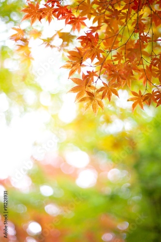 紅葉