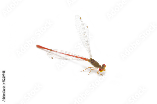 Little colorful dragonfly isolated on white background.