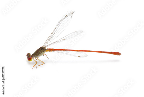 Little colorful dragonfly isolated on white background. © sirikornt