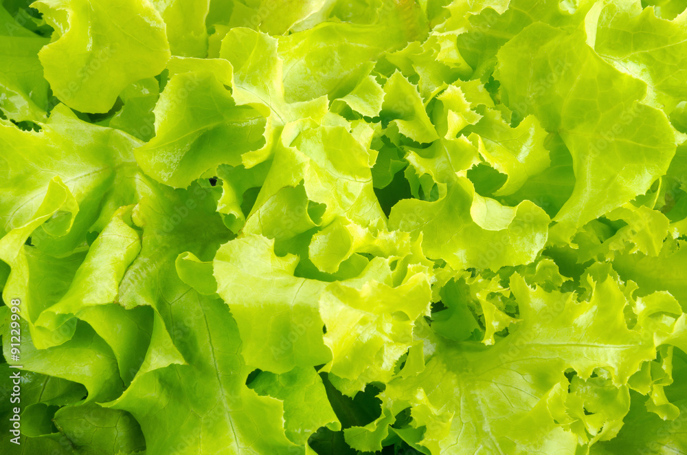 green salad isolated on a white background green salad isolated on a white background
