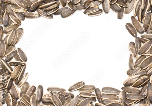 Fotografie Sunflower seeds frame.