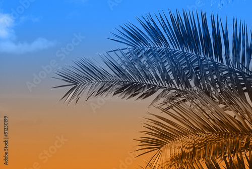 Palm leaves