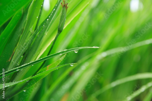 Fresh Green Grass