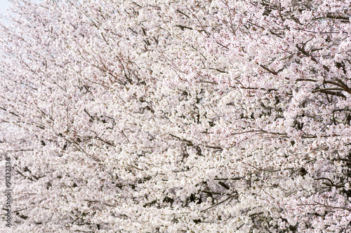 画面いっぱいのソメイヨシノの花