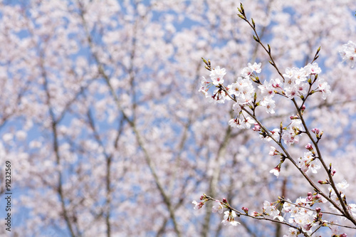 ソメイヨシノの咲く枝と花のボケ