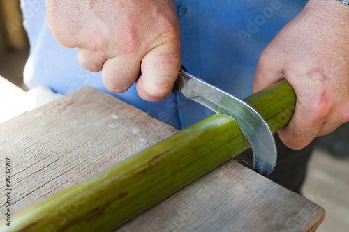 The working of Papyrus in Syracuse: artisan cutting a section of the stem to obtain thin strips