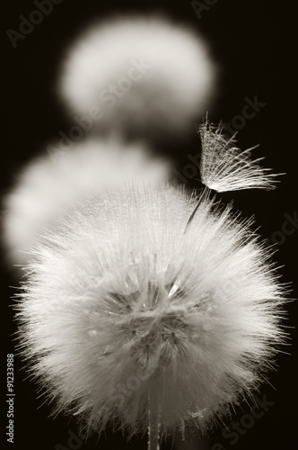 Fototapeta Naklejka Na Ścianę i Meble -  Dandelions close-up on dark