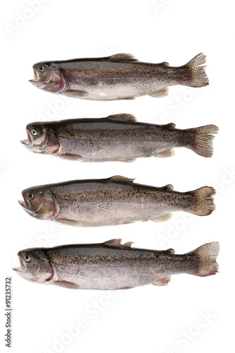 four fish river trout on white background