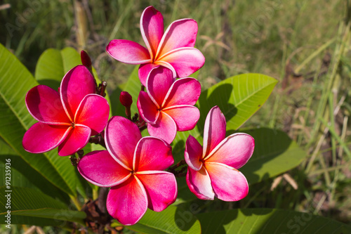 Beautiful flowers in the garden Plumeria spp