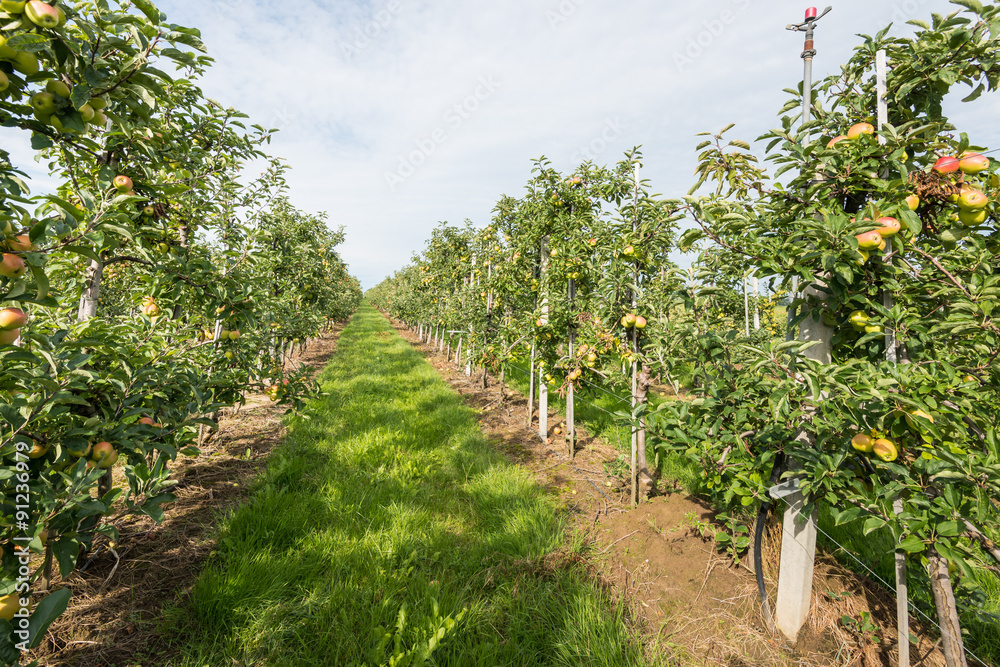 Fototapeta premium Path between low espaliers in an apple orchard