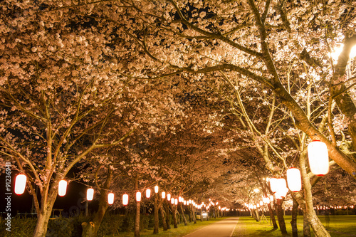 夜の忠元公園のソメイヨシノの桜並木と提灯