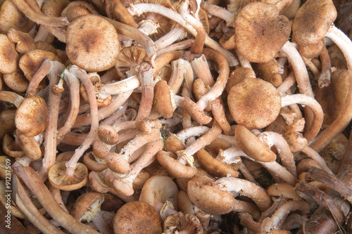 Armillaria (Kuehneromyces mutabilis), group of mushrooms. Select