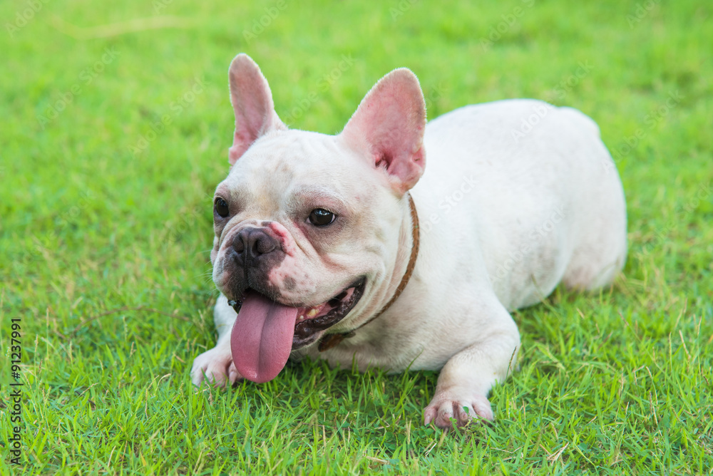 french bulldog on  grass field