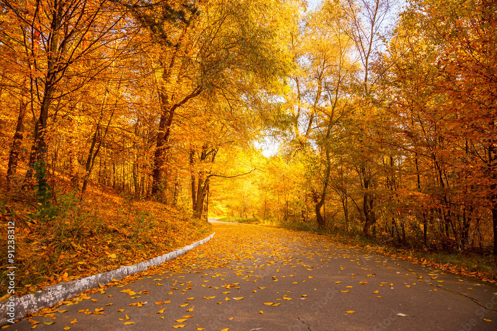 Obraz premium Gold Autumn in the city park - Beautiful Yellow Trees and