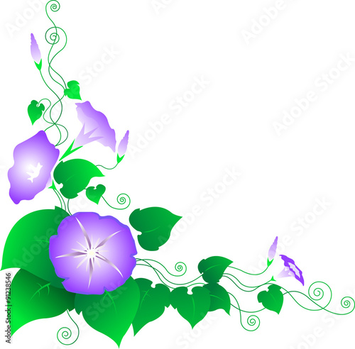 Border-Morning Glory