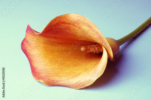 Fototapeta Naklejka Na Ścianę i Meble -  calla