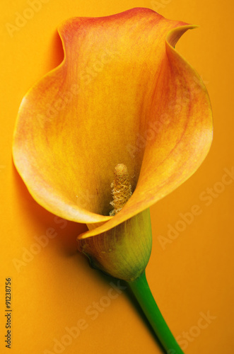 Fototapeta Naklejka Na Ścianę i Meble -  calla
