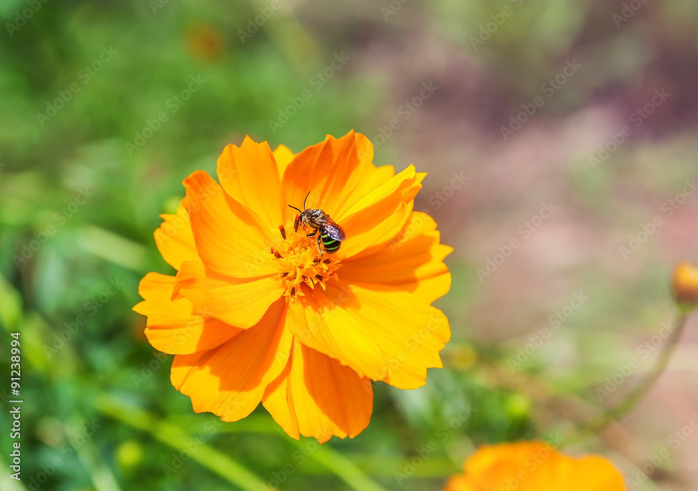 Daisy flower yellow color with the bee and spring background Daisy flower yellow color with the bee and spring background