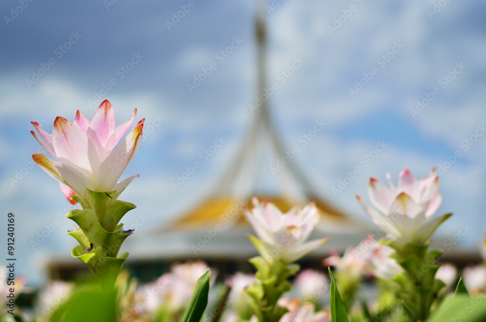 White Siam tulip and tower with blue sky