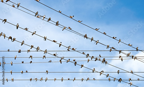 Group of swallows