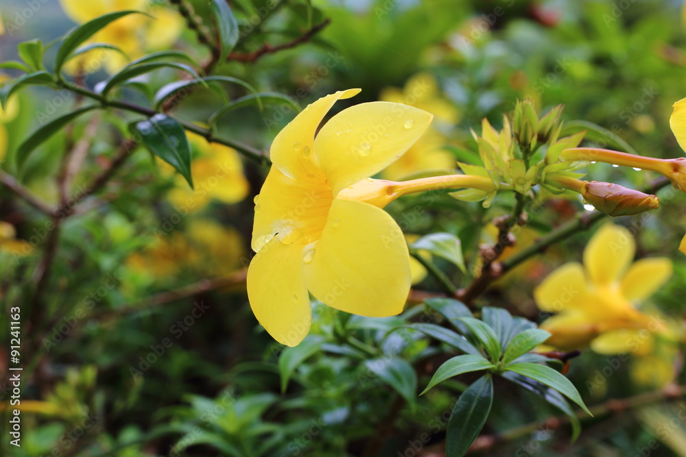 Fototapeta premium Allamanda cathartica