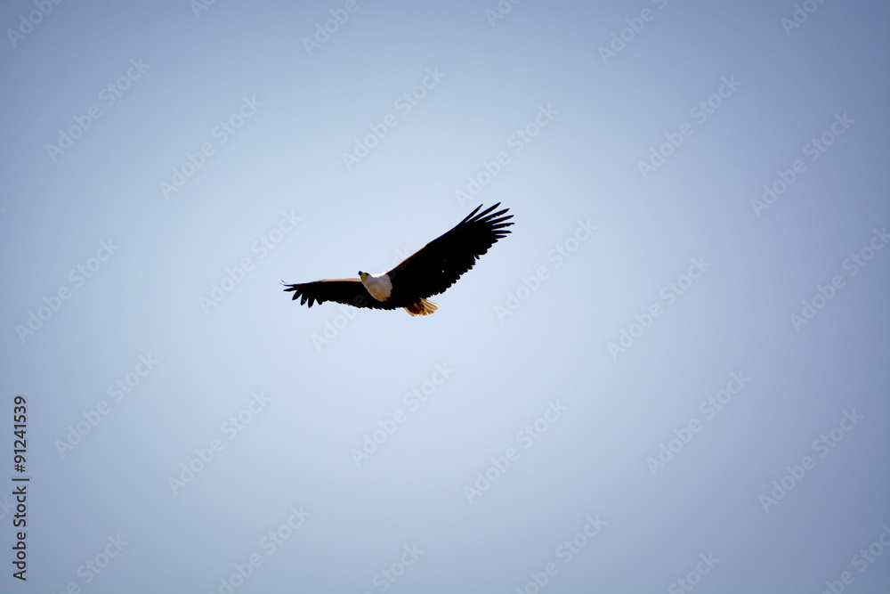 Obraz premium Vulture, Chobe national park, Botswana